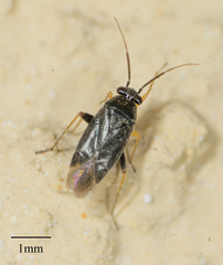 Phylinae