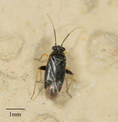 Phylinae
