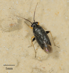 Phylinae