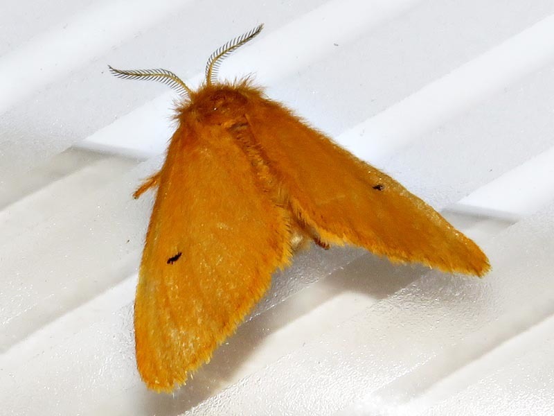 Metarctia cinnamomea
