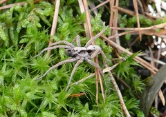 Alopecosa inquilina