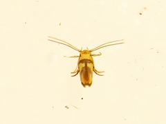 Stathmopoda auriferella