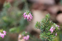 Erica carnea