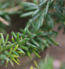 Erica carnea
