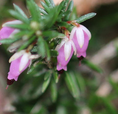 Erica carnea