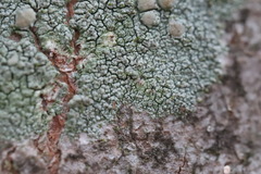 Lecanora confusa
