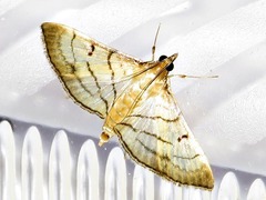 Marasmia trapezalis