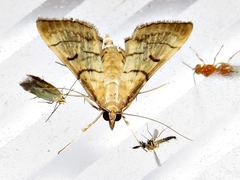 Marasmia trapezalis
