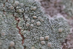 Lecanora confusa