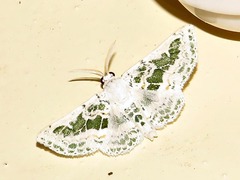 Chionopora tarachodes