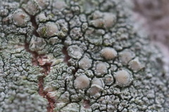 Lecanora confusa