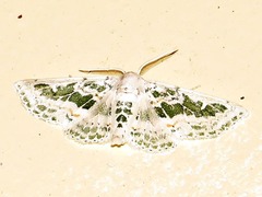 Chionopora tarachodes
