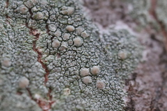 Lecanora confusa