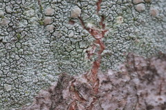 Lecanora confusa