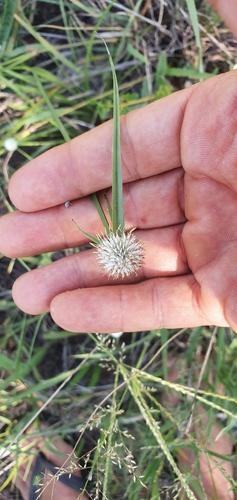 Image of White Flat-Sedge (Cyperus cristatus) by (c) Nic Knott-Craig, some rights reserved (CC BY-SA)
