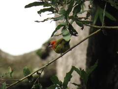 Piranga erythrocephala