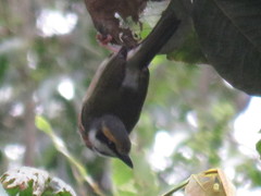 Vireolanius melitophrys