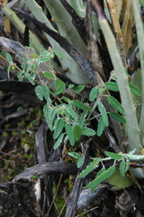 Euphorbia macropus
