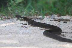 Naja sumatrana