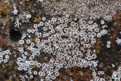 Myriolecis semipallida