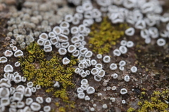 Myriolecis semipallida