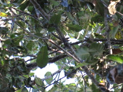 Colaptes auricularis