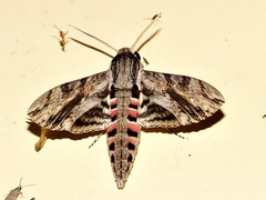Agrius convolvuli convolvuli