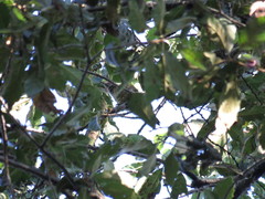 Colaptes auricularis