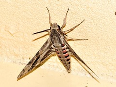 Agrius convolvuli convolvuli