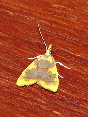 Sameodesma xanthocraspia