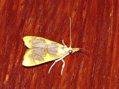 Sameodesma xanthocraspia