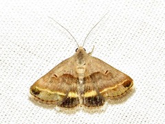 Acantholipes trimeni