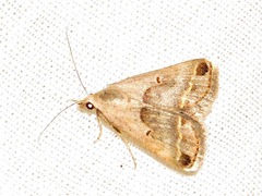 Acantholipes trimeni
