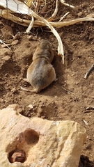 Thomomys
