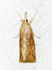 Chilo partellus