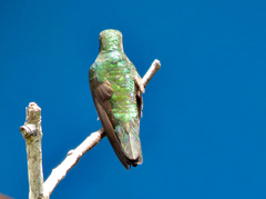 Anthracothorax nigricollis