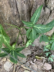 Syngonium angustatum