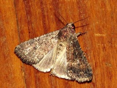 Condica capensis