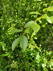 Ximenia americana