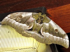Gonimbrasia zambesina