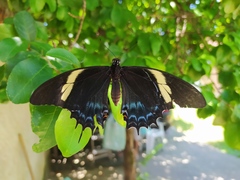 Heraclides androgeus