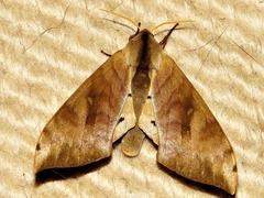 Pseudoclanis postica