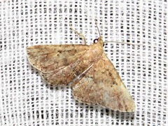 Cerynea thermesialis