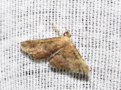 Cerynea thermesialis