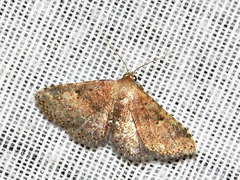 Cerynea thermesialis