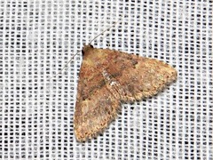 Cerynea thermesialis