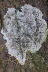 Lecanora campestris