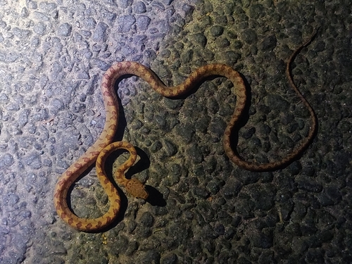 Pirmad Cat Snake