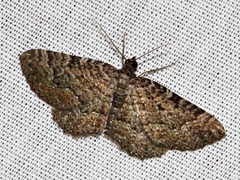 Horisme obscurata obscurata