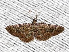 Horisme obscurata obscurata